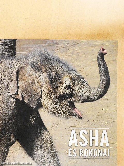 Asha és rokonai