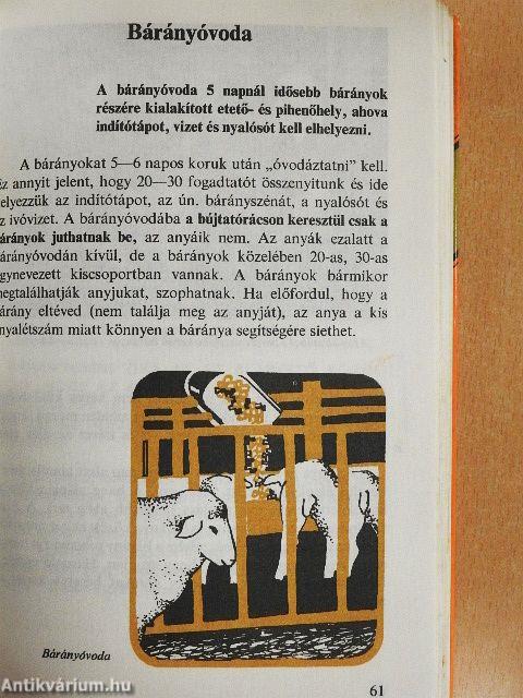 Bárányhústermelés iparszerűen