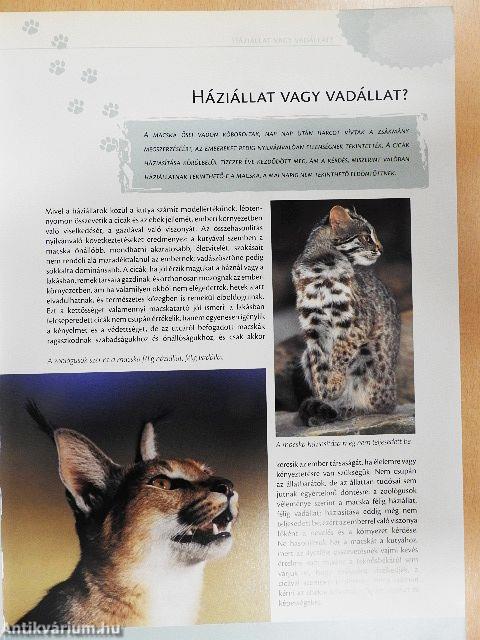 Macskakönyv