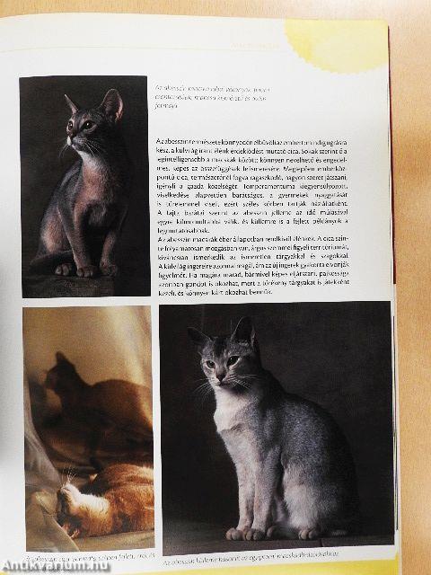 Macskakönyv