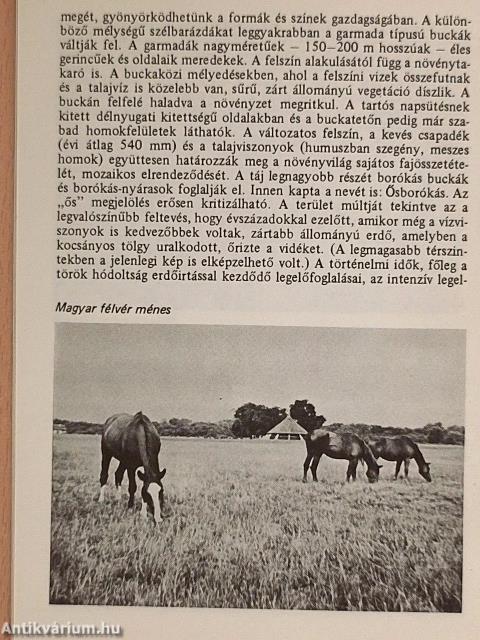 Bugac - Ősborókás
