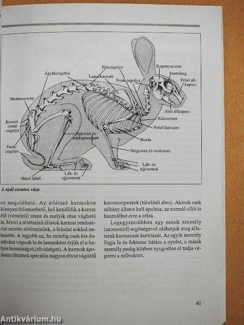 A házinyúl