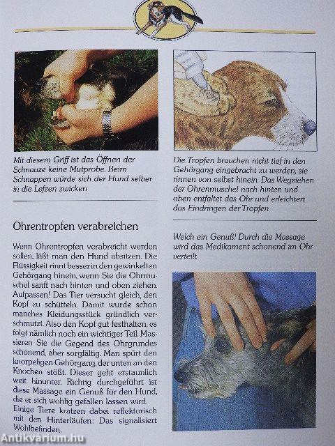 Hundekrankheiten