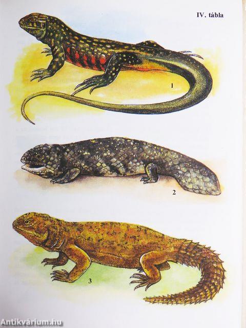 Egzotikus hüllők