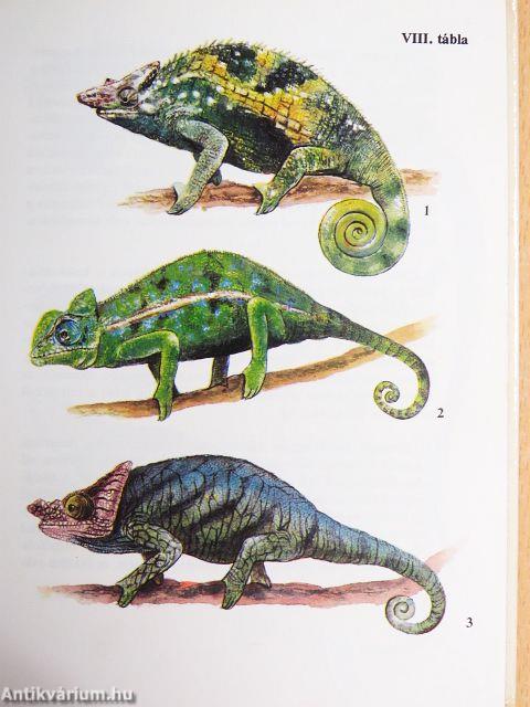 Egzotikus hüllők