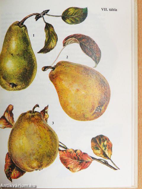 Gyümölcsök