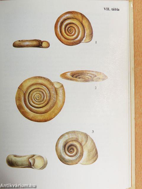 Csigák, kagylók