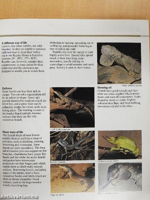 London Zoo Guide