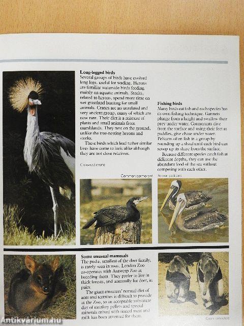 London Zoo Guide