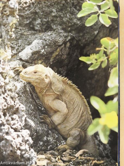 Galápagos