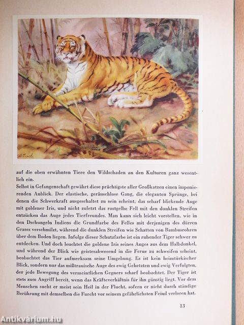 Tiere aus aller Welt I.