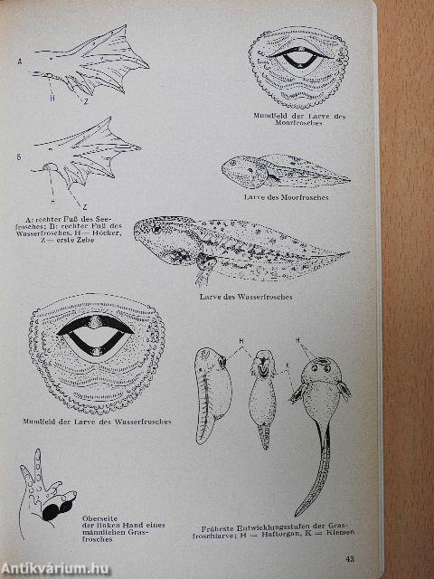 Kriechtiere und Lurche