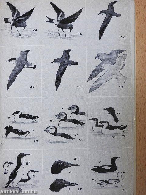 Was fliegt denn da?