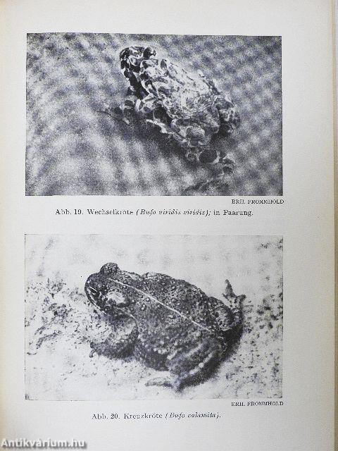 Heimische lurche und kriechtiere