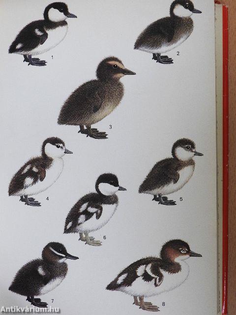 Jungvögel, Eier und Nester