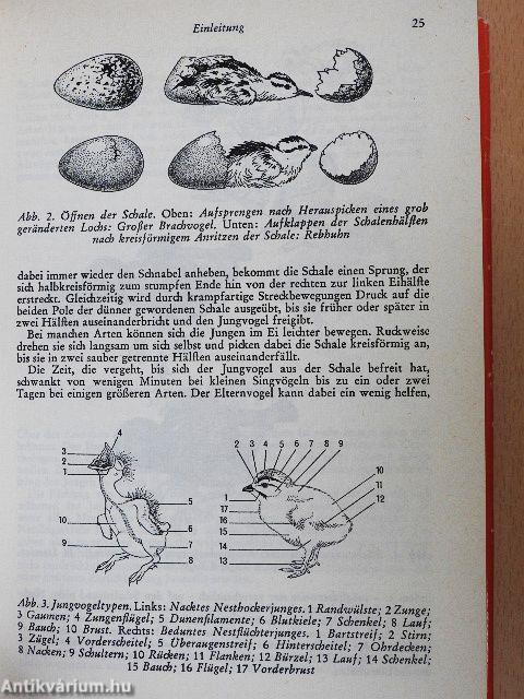 Jungvögel, Eier und Nester