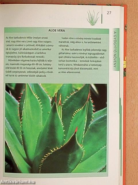 Aloé