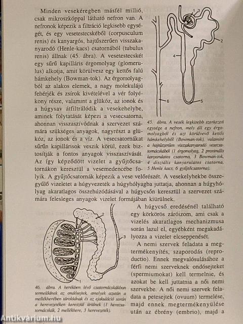A család háziorvosa