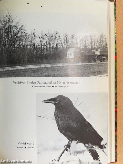 Kócsagok birodalma