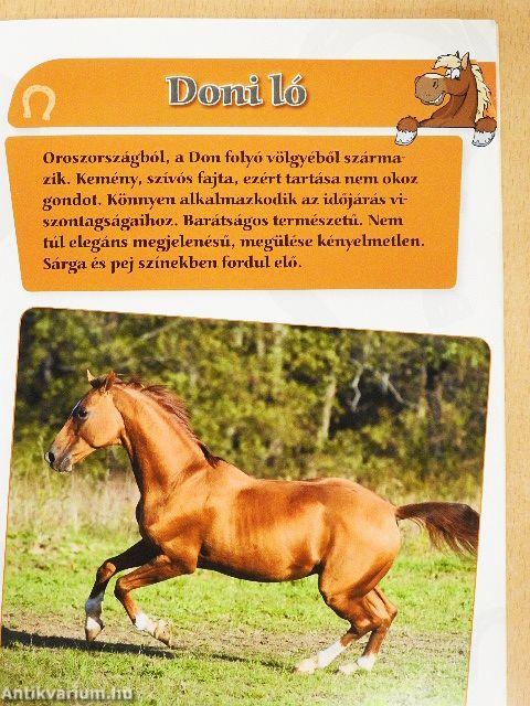 Lovak és pónik