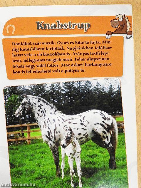 Lovak és pónik