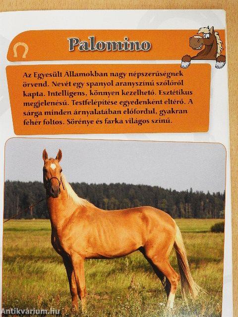 Lovak és pónik