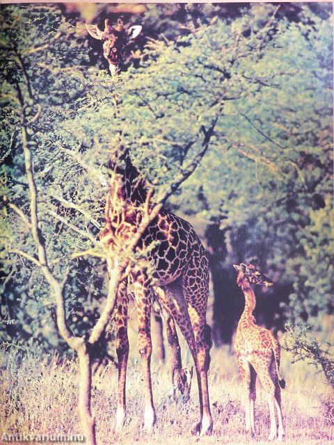 GEO August 1978