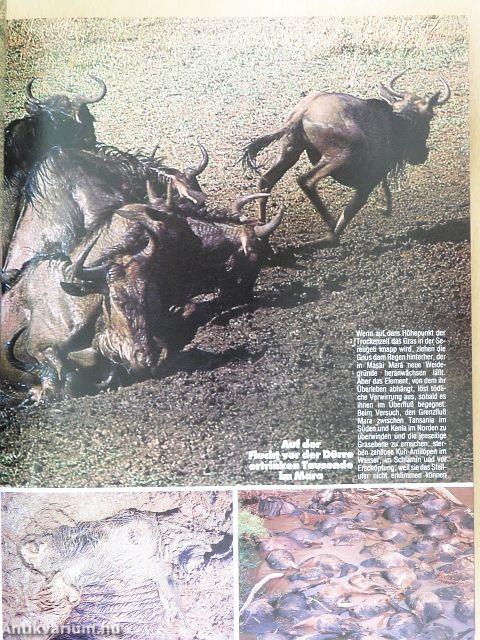 GEO November 1984