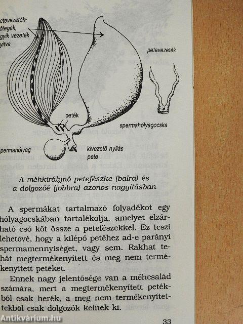 Tekints föl teremtődre!