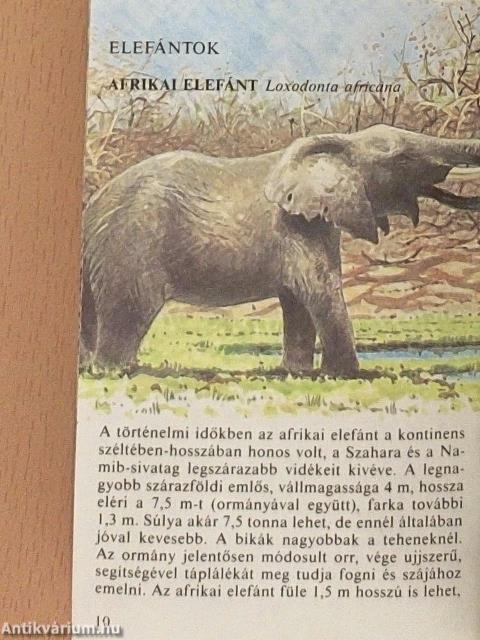 Állatkerti emlősök 2.