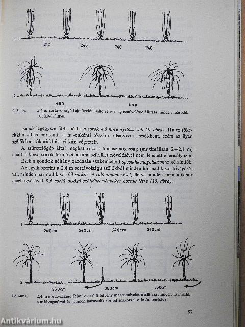 A szőlő metszése, fitotechnikai műveletei