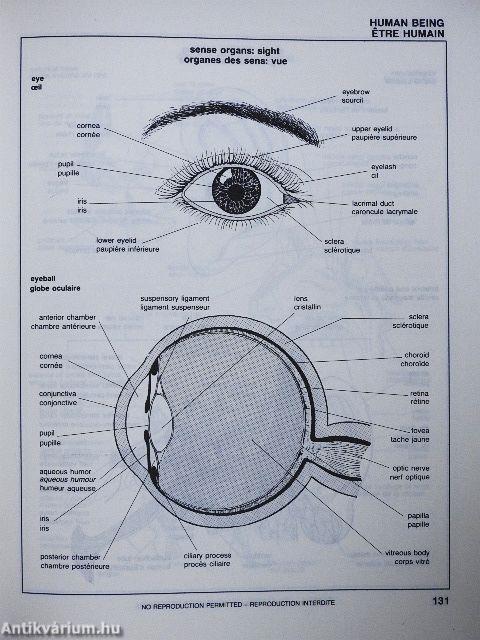 Angol-francia képes szótár/Visual Dictionary/Dictionnaire Visuel