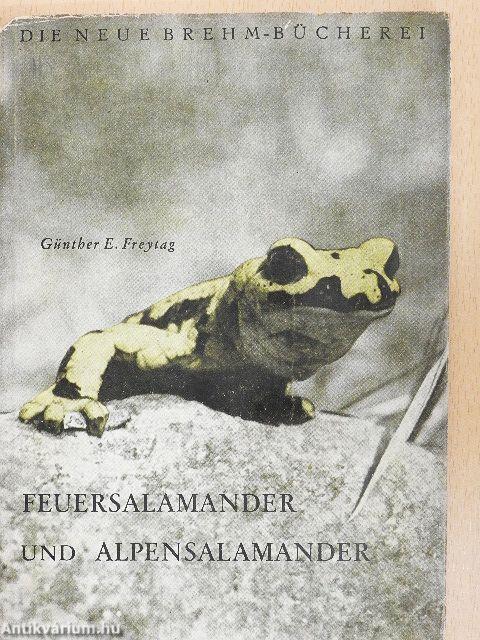 Feuersalamander und Alpensalamander