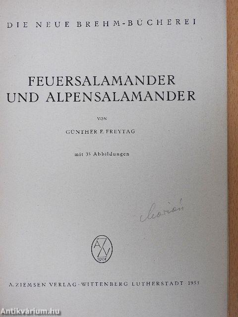 Feuersalamander und Alpensalamander