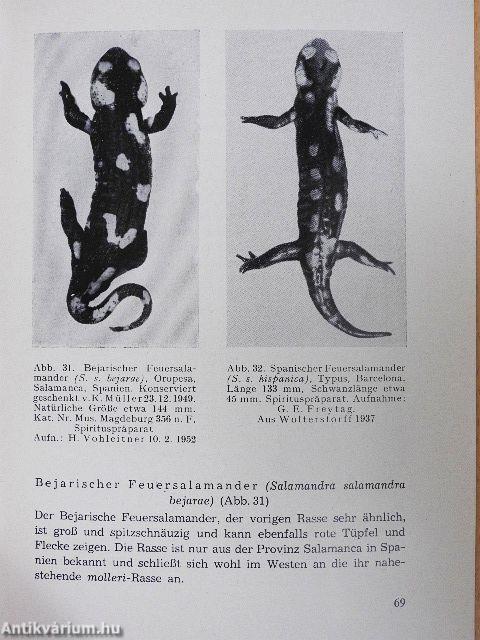 Feuersalamander und Alpensalamander