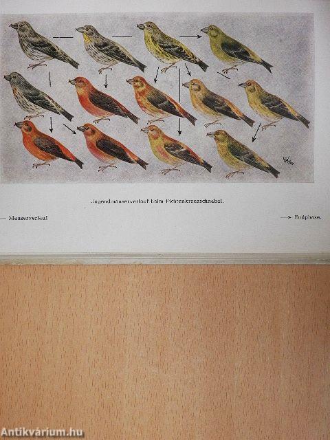 Vogelschutz und Vogelforschung