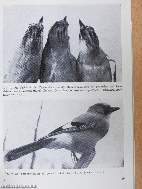 Der Eichelhäher