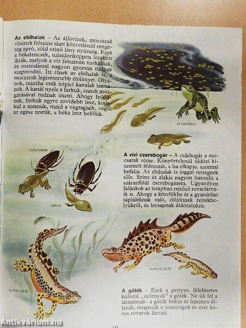 Az élővilág