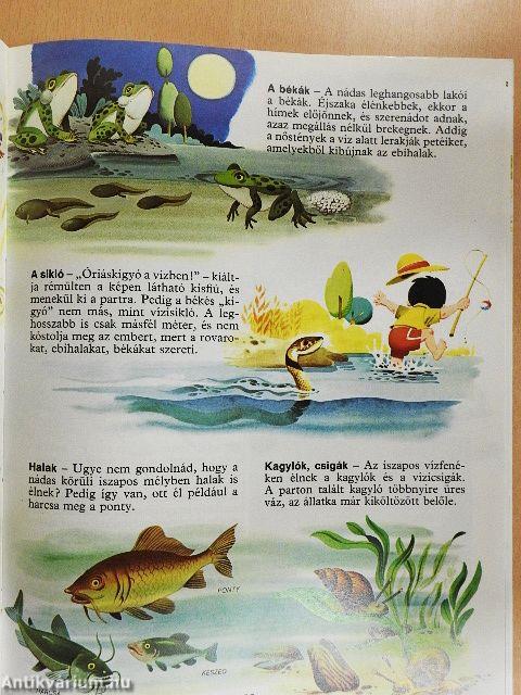 Az élővilág