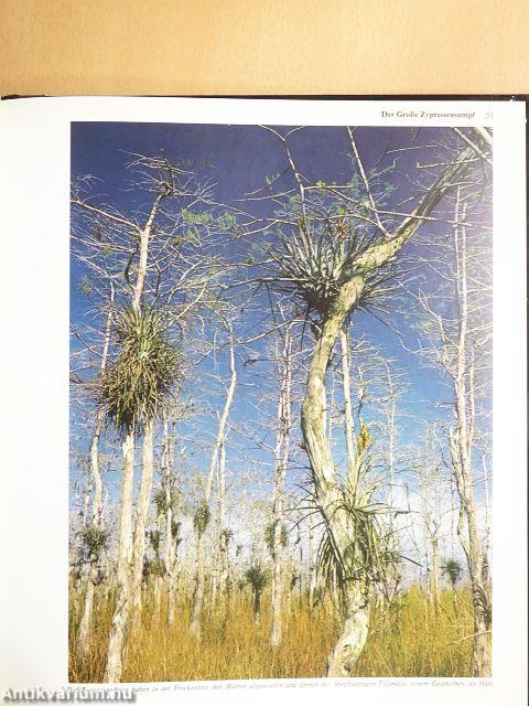 Die Everglades von Florida