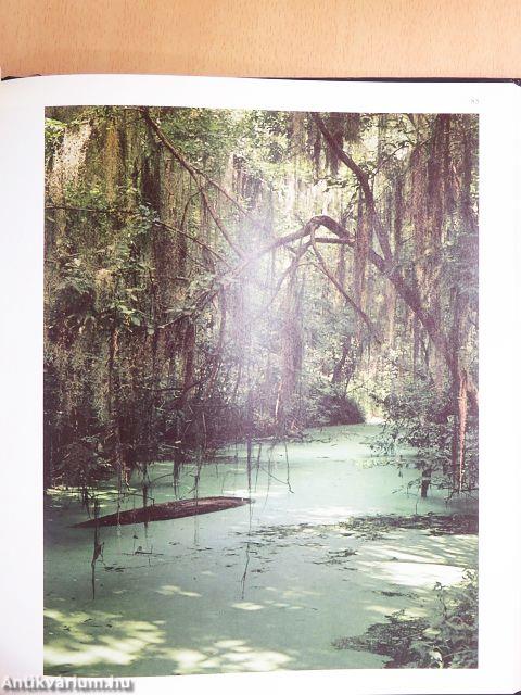 Das Mississippi-Delta