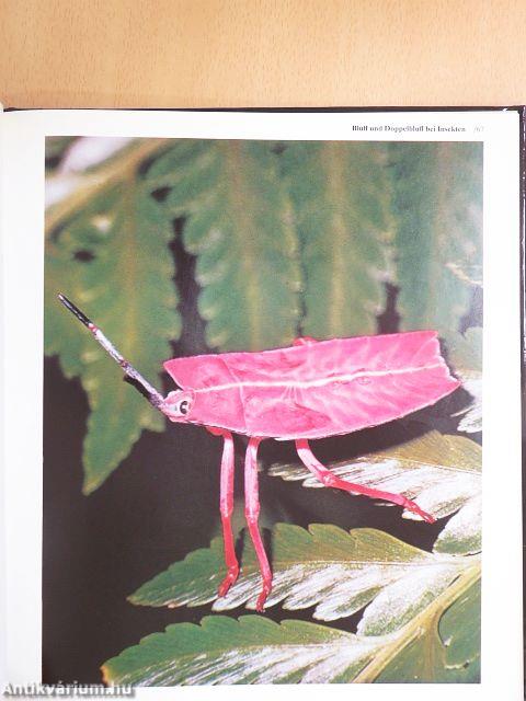 Borneo