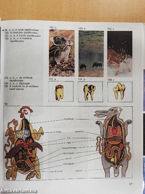 Biológiai album II.