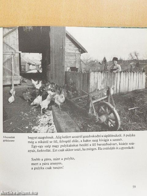 Több nap, mint kolbász