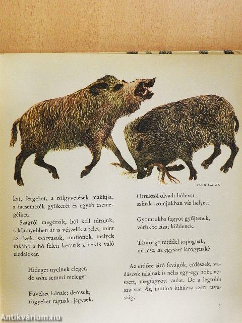 Erdei esztendő