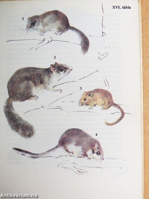 Kisemlősök