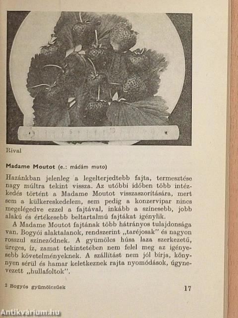 Bogyós gyümölcsűek a házikertben