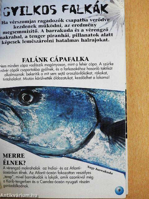 Tengeri rémek
