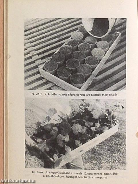 A patisszon termesztése