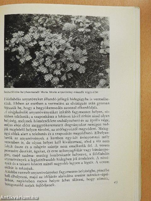 A krizantén
